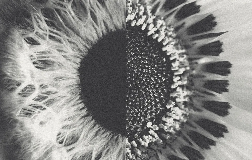 The iris of an eye collaged with the seeds and petals of a flower