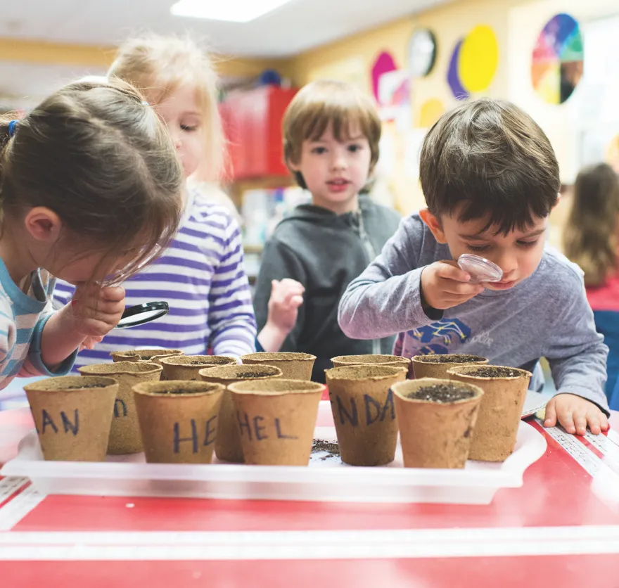 Kindergarteners grow plants as part of a classroom experiment