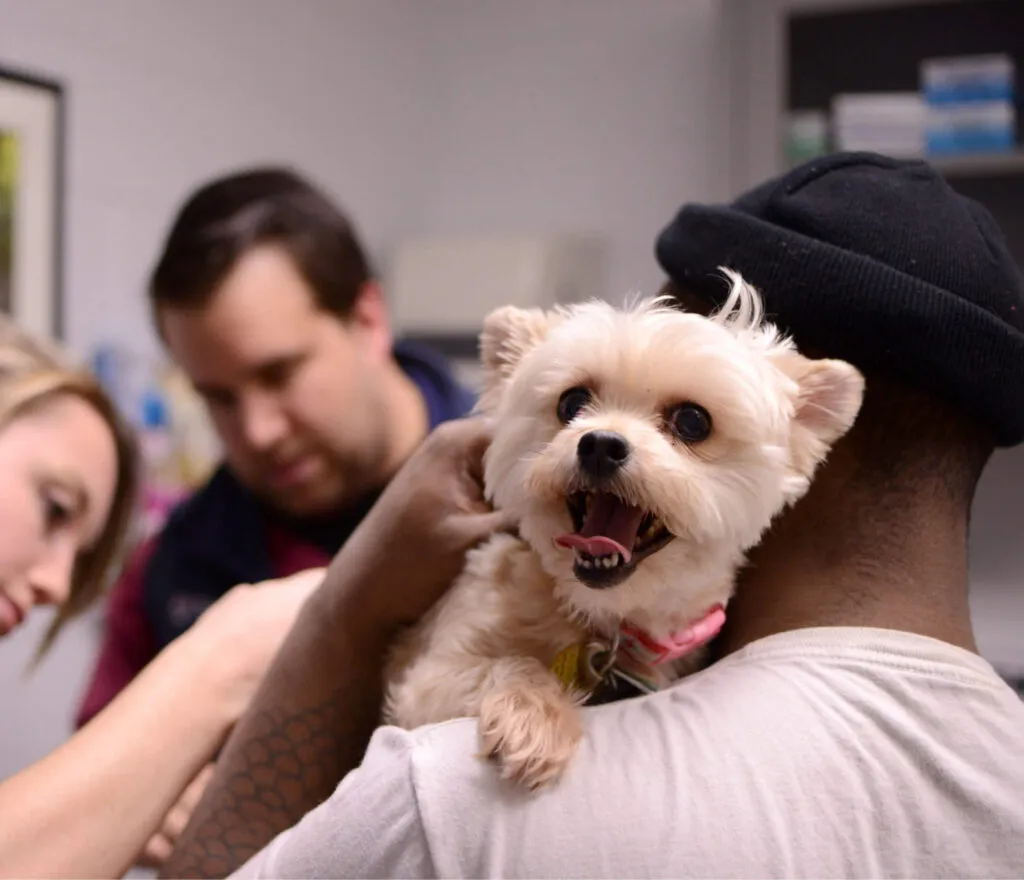 Happy small dog receiving vet care