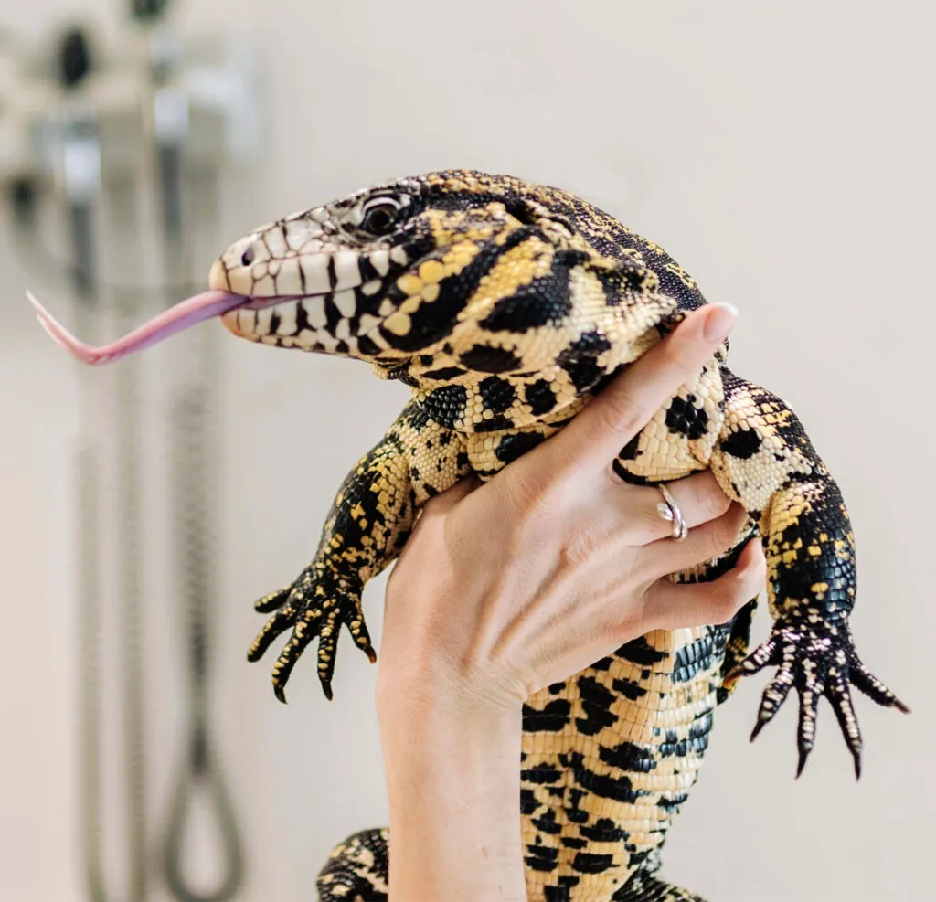 Pet lizard received care at the vet