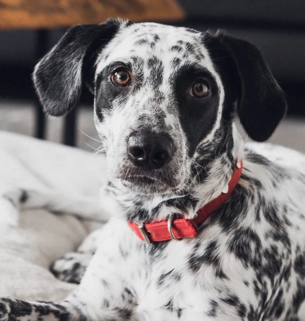 Photo of black and white spotted dog looking at the camera curiously